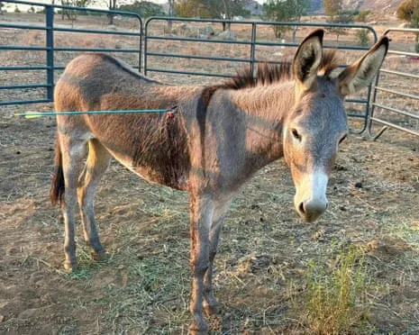 Wild Ass On the Mend After Newest Arrow Attack on Wild Burros in California