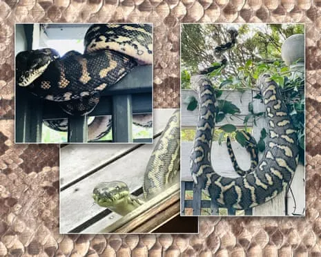Welcoming my Snakes in My Ceiling: A Journey from Dread to Fascination